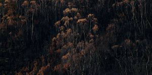 We have the proof that logging makes Tasmania’s forests more flammable