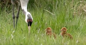 Once-lost species returns to the UK countryside after 400 year absence