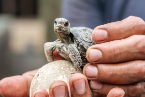 Giant tortoises return to Galápagos island after 150 years. Scientists say it changes everything.