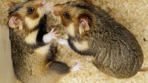 Hochzeitsnacht für Feldhamster - „Wir simulieren Frühling“