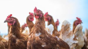 Studie: Hühner genießen menschliche Zuwendung