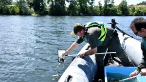 El salmón, del Yemen a Galicia