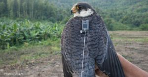 In Nagaland, Communities That Once Trapped Falcons Now Protect Their Migration Route