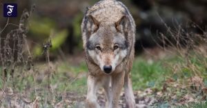 Wal und Wolf und die Entfremdung von der Natur
