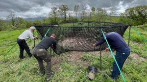 Boom di cinghiali sui Colli, ma la caccia è ferma da mesi
