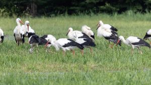 Die Störche im Landkreis haben einen neuen Betreuer: Christian Schütz folgt auf Hanspeter Wickert