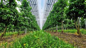 Grünes Licht für weitere Planungen: Wie es mit Agri-PV in Wahlwies weitergehen könnte