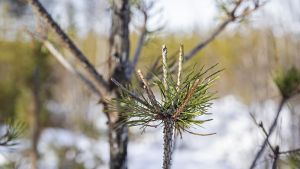 Erä | Lukijalta: Metsästysseurojen pitäisi hakea hirvilupia reilusti