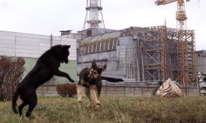 40 let po katastrofi v Černobilu: žabe temnijo, narava premaguje raka