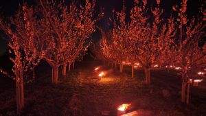 Mit Feuer gegen die Kälte: Frostkerzen schützen am Bodensee vor dem Frosttod