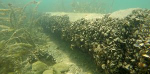 L’eau claire du lac Léman, bonne nouvelle ou symptôme d’invasion ? Le cas de la moule quagga