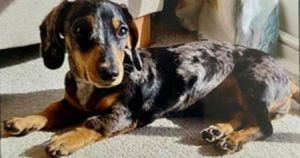 Burglar who stole puppy and six guns jailed for more than five years