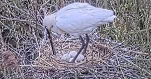 Live wildlife camera capturing rare birds launches at nature reserve