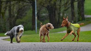 Hundesteuer steigt um 25 Prozent