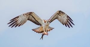 Rare birds that made history caught on camera in Norfolk Broads for first time