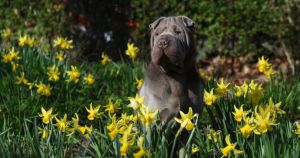 Norfolk to be hit with 'very high' pollen levels over Easter weekend