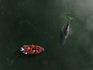 Wal-Drama in Wismar: Timmys letzter Weg und die Bedeutung des Lebens