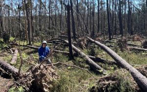 Kristin: Como a tecnologia pode garantir o futuro económico da floresta
