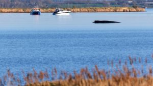 Wie verläuft der Sterbeprozess bei einem Wal?