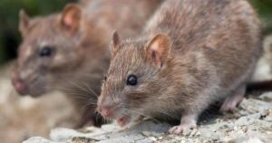 Rat-infested chip company has ceased trading