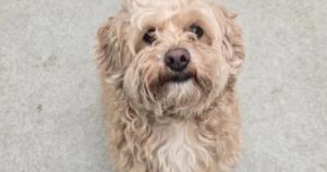 'Sweet, charming boy' looking for loving new home