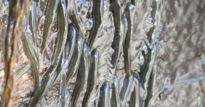 VÍDEO: Peixes escalam parede por dez horas para alcançar topo de cachoeira