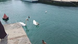 I cigni nuotano al porticciolo di Duino