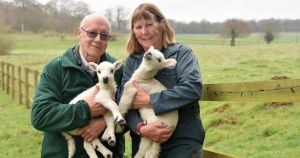 Newborn lambs galore as Norfolk farm on National Trust estate opens its gates