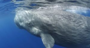 Elder female sperm whales seen acting as midwives in historic new video