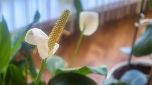 Ova sobna biljka pročisti vazduh za čak 90 odsto za samo 24 sata, otkriva novo istraživanje