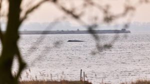 Wal noch am Leben – Zustand unverändert