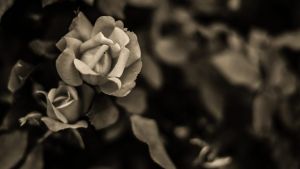 Preminuo Ranko Dejanović, suprug Slavice Đukić Dejanović