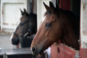 Læser: - Travbanen er reddet, men ...