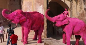 A Viral Photo, a 70-Year-Old Elephant & the Story of Where She Came From