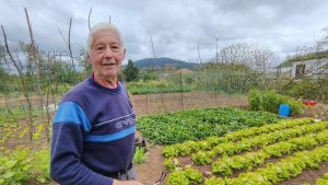 En la huerta de Tino crecen semillas preservadas en Grado durante un siglo: 