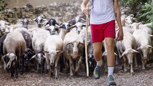 Pastori con lode: l’Onu chiama, l’Abruzzo risponde