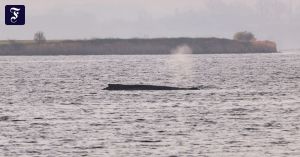 Was folgt aus dem tagelangen „Krimi um Timmy“?