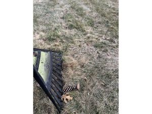 GARDEN CLIPPINGS: Why does grass turn brown?