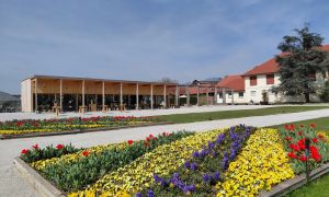 Eksperimetni s sajenjem tulp