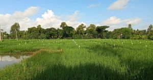 How 1,500 Sundarbans Farmers Turned Poisoned Fields Into Farms Growing 192 Rice Varieties