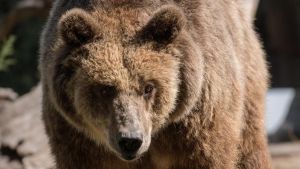 El oso pardo se recupera en España: ¿Cómo convivir con él?