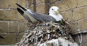 Controversial bird becomes unlikely hero of new booklet