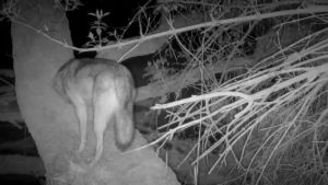 Un esemplare di lupo alla Riserva della Foce Isonzo