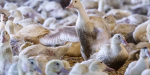 The Big Apple Finally Bids Farewell to Foie Gras