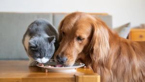 Svetski dan napuštenih životinja: Svaki treći pas i mačka nemaju dom – kako doneti pravu odluku pre uzimanja ljubimca?