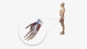 «Chers mécanorécepteurs de la main»: Stéphane Bonvin, chroniqueur, écrit à ses organes