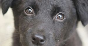 Dogs and People: Stories of Redemption and Mutual Rescue