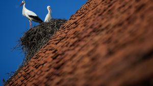 Was klappert da? Darum gibt es so viele Störche