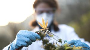 Usa cannabis terapeutica. Fermato e multato, fa causa al Comune e vince