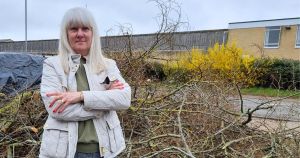 Calls for council to take action over trees as one falls and crushes parked car